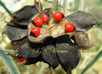  Legume